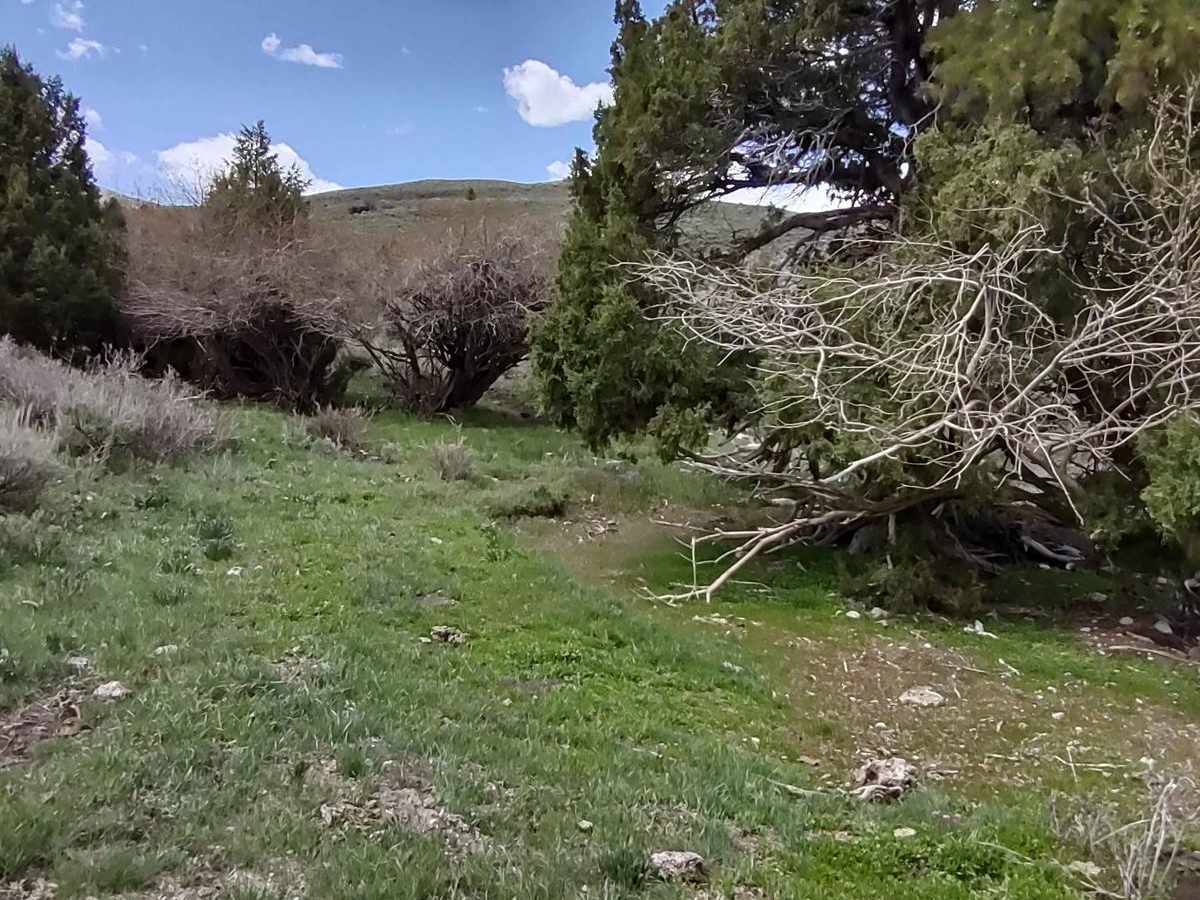 Arco Pass to Iron Creek trail photo