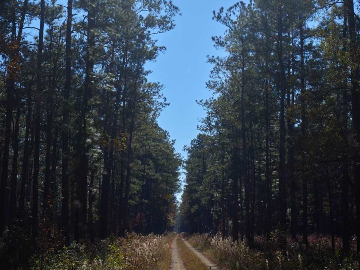 Wardfield B - FSR212B trail photo