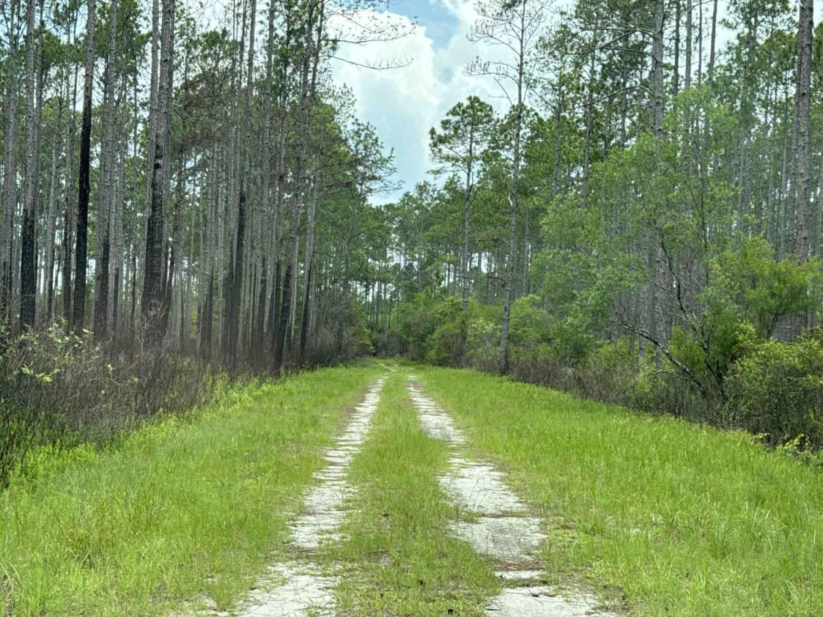 Camp Loop Road trail photo