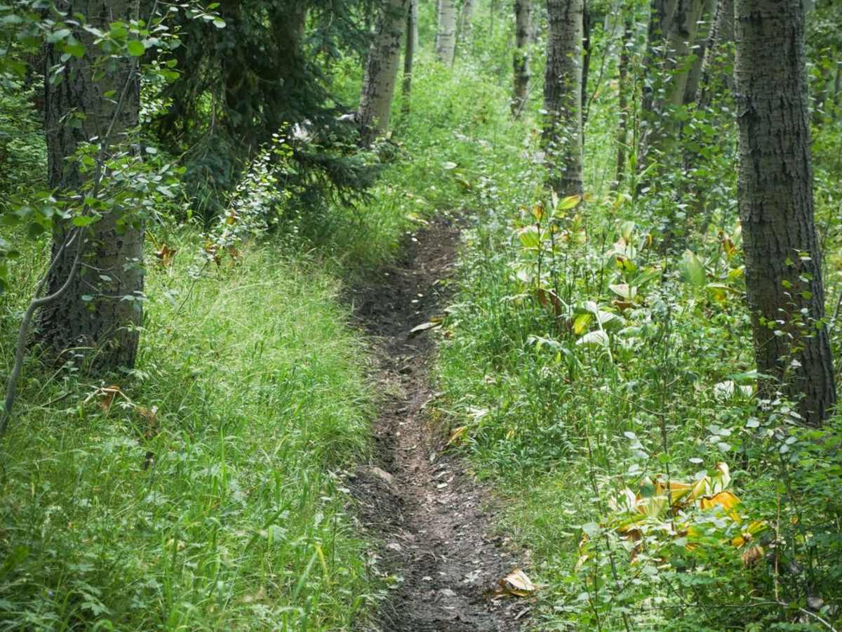 West Mancos Trail trail photo