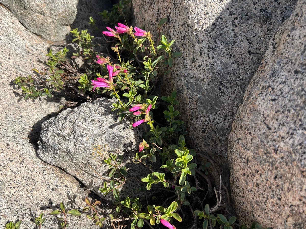 Strawberry Pass photo 3