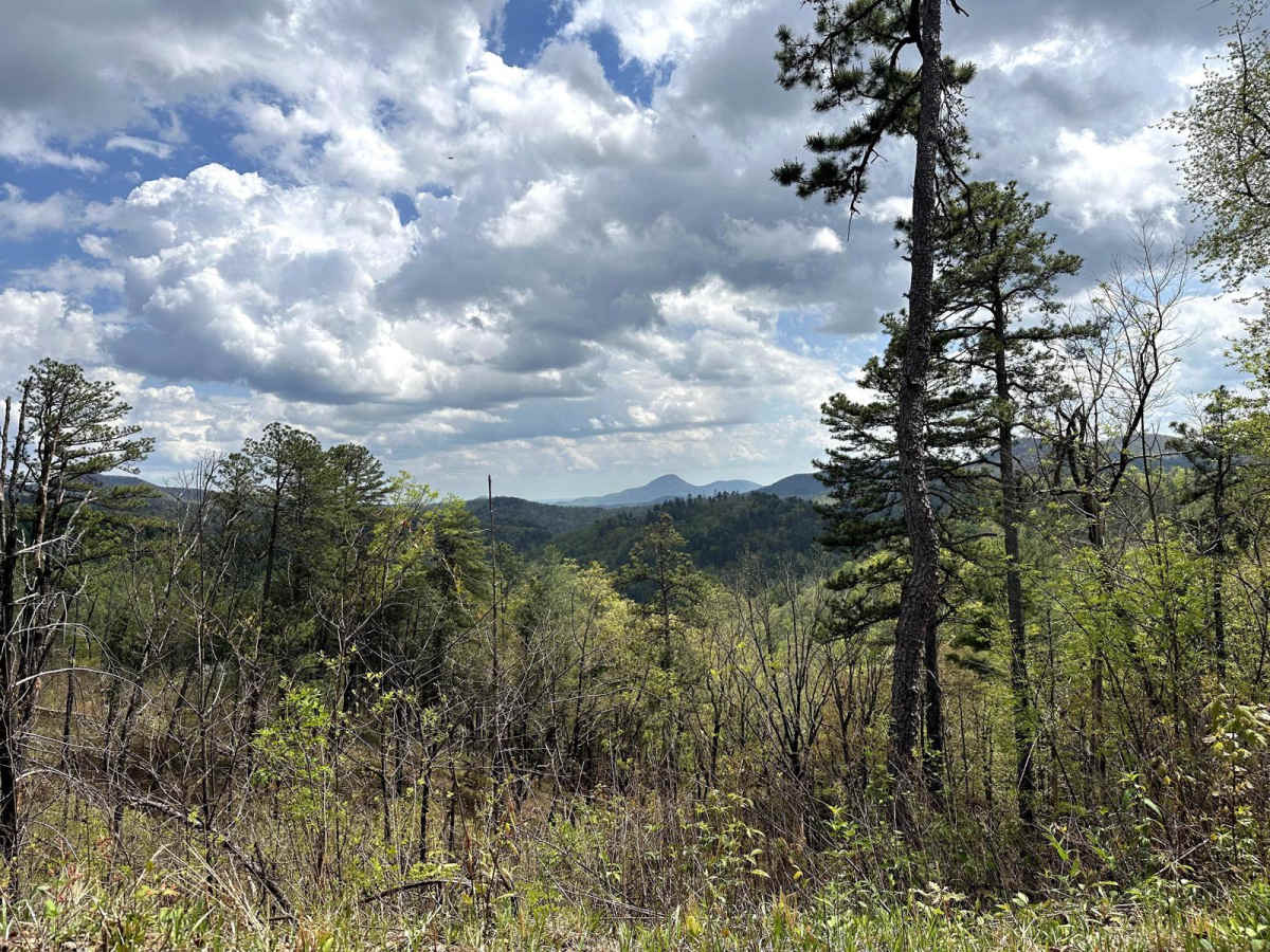Chattahoochee River Road photo 6