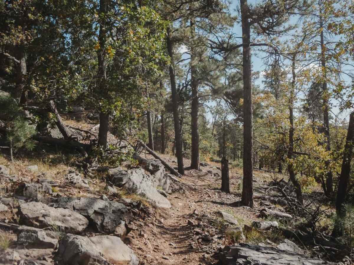 Ward trail photo