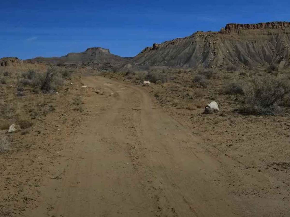 Cresent Wash Petroglyphs photo 3