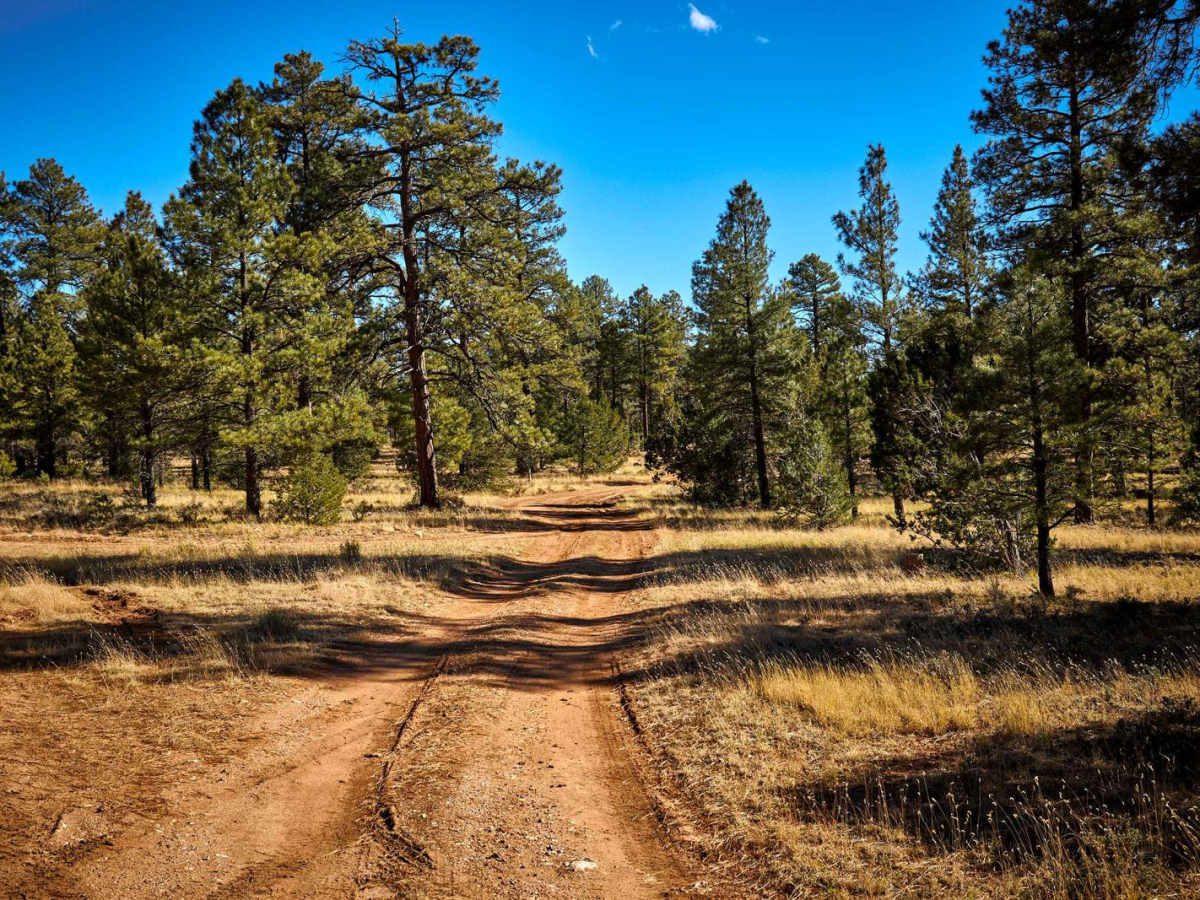 Old Road 2741 trail photo