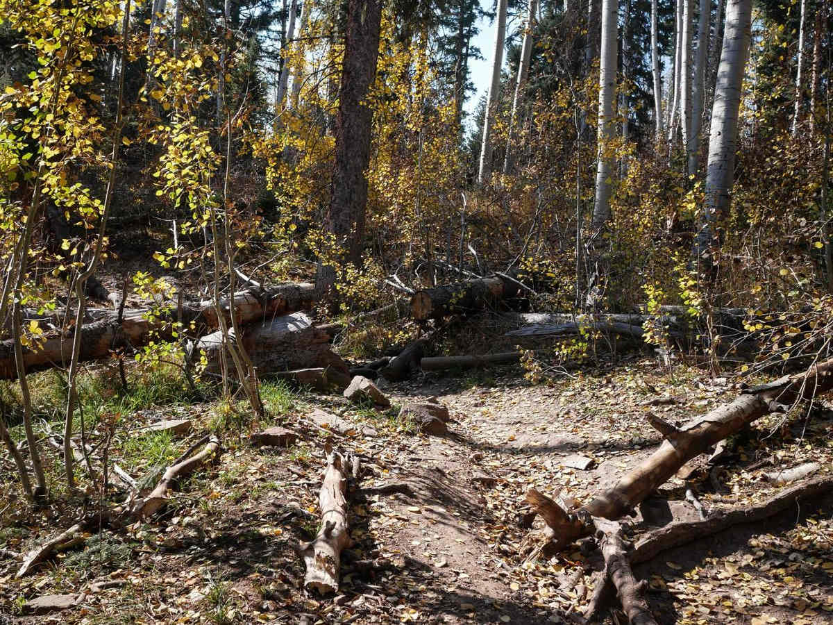 Aspen Loop photo 6