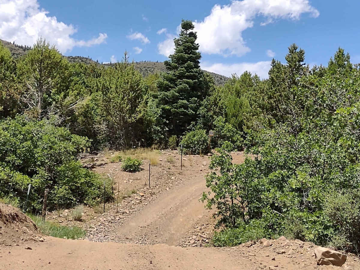Revenue Gulch (FS 40577, BLM 210) photo 4