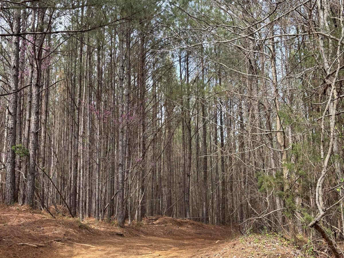 Bootleg Creek trail photo