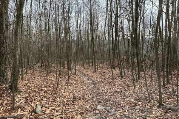 Locust Gap Single Track 5