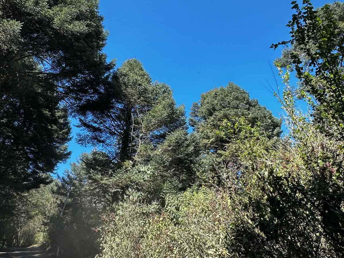 Subida al Parque Nacional Nevado de Colima photo 2