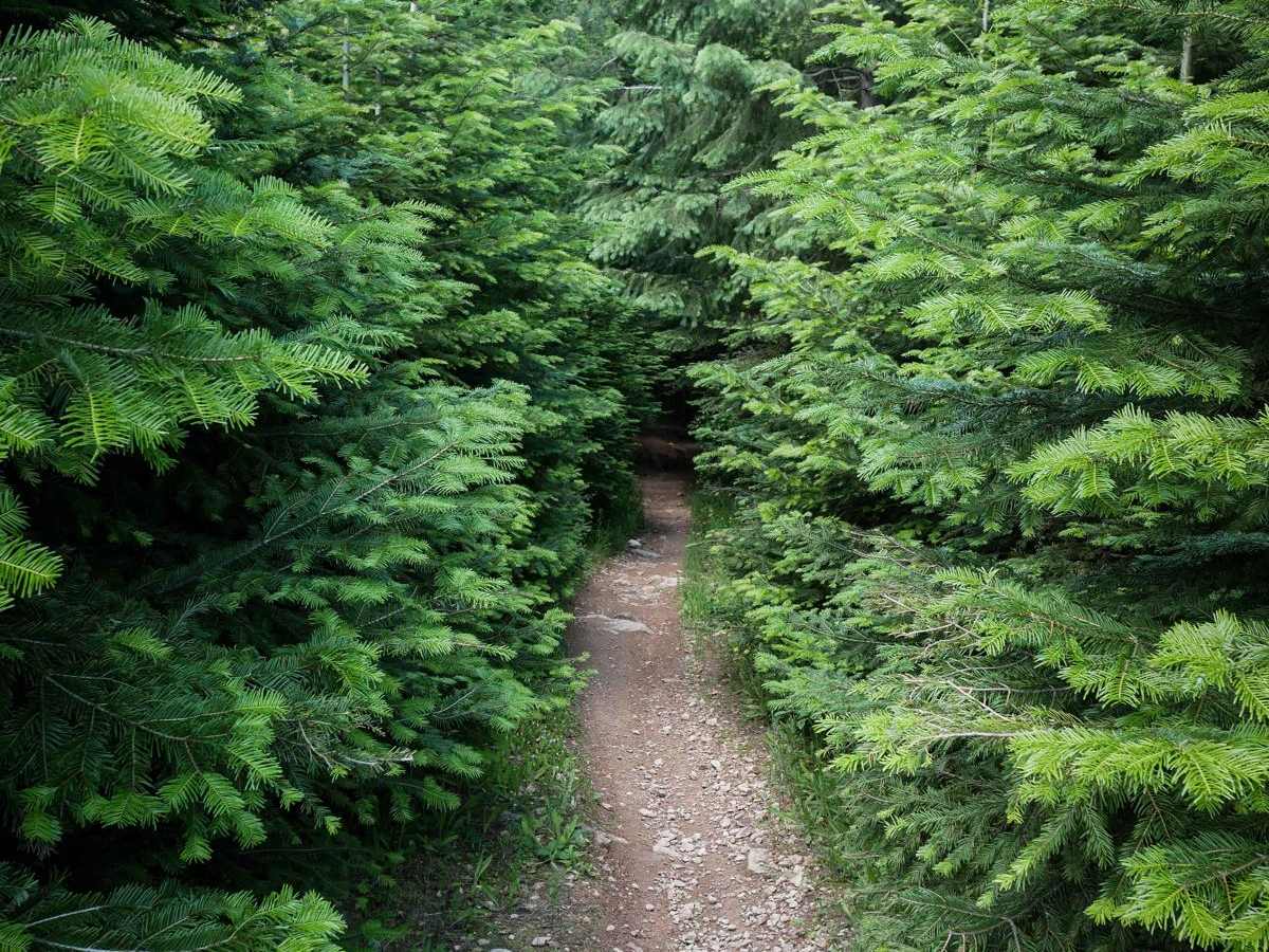 Canfield Mountain - Trail B photo 6