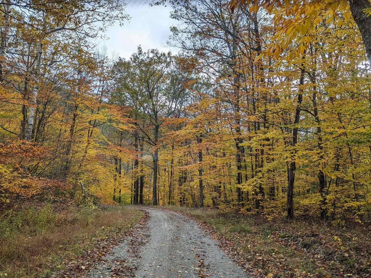 Cowdry Hollow to Comstock Hollow Road trail photo