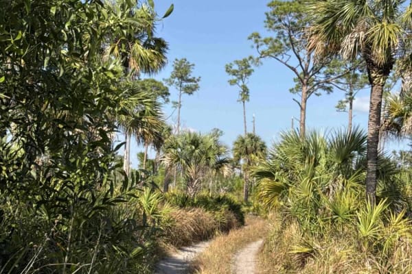 Blue Trail