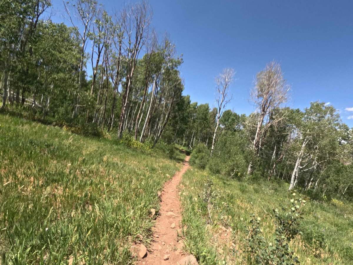 Shram Creek - FS 8124 trail photo