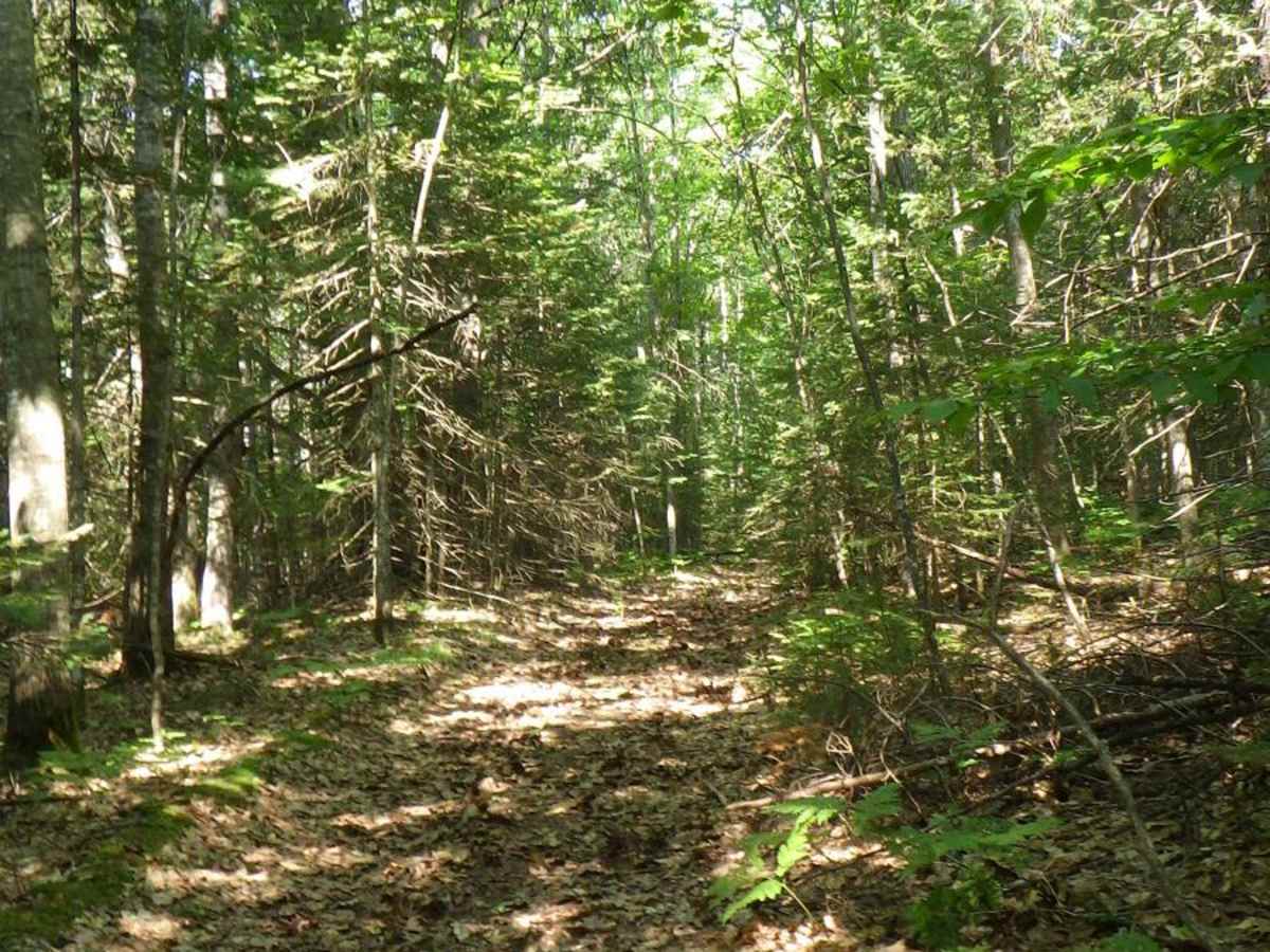South Little Trout Creek photo 4