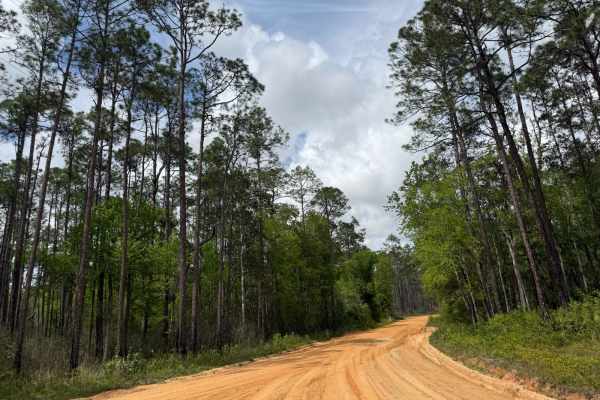Briar Patch Road - FS 123 North