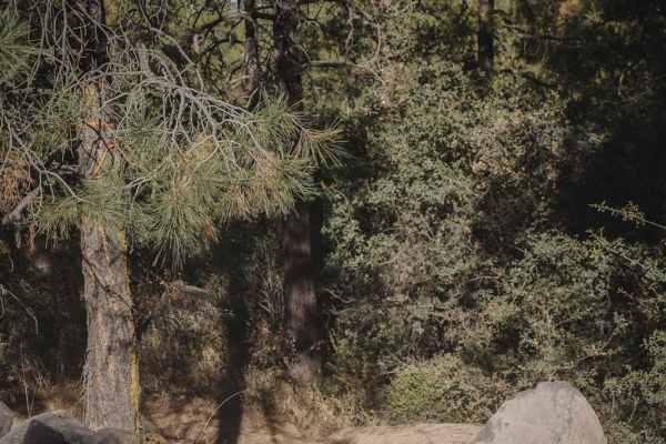 Trail 2