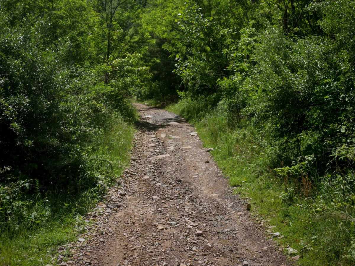 CC101 trail photo
