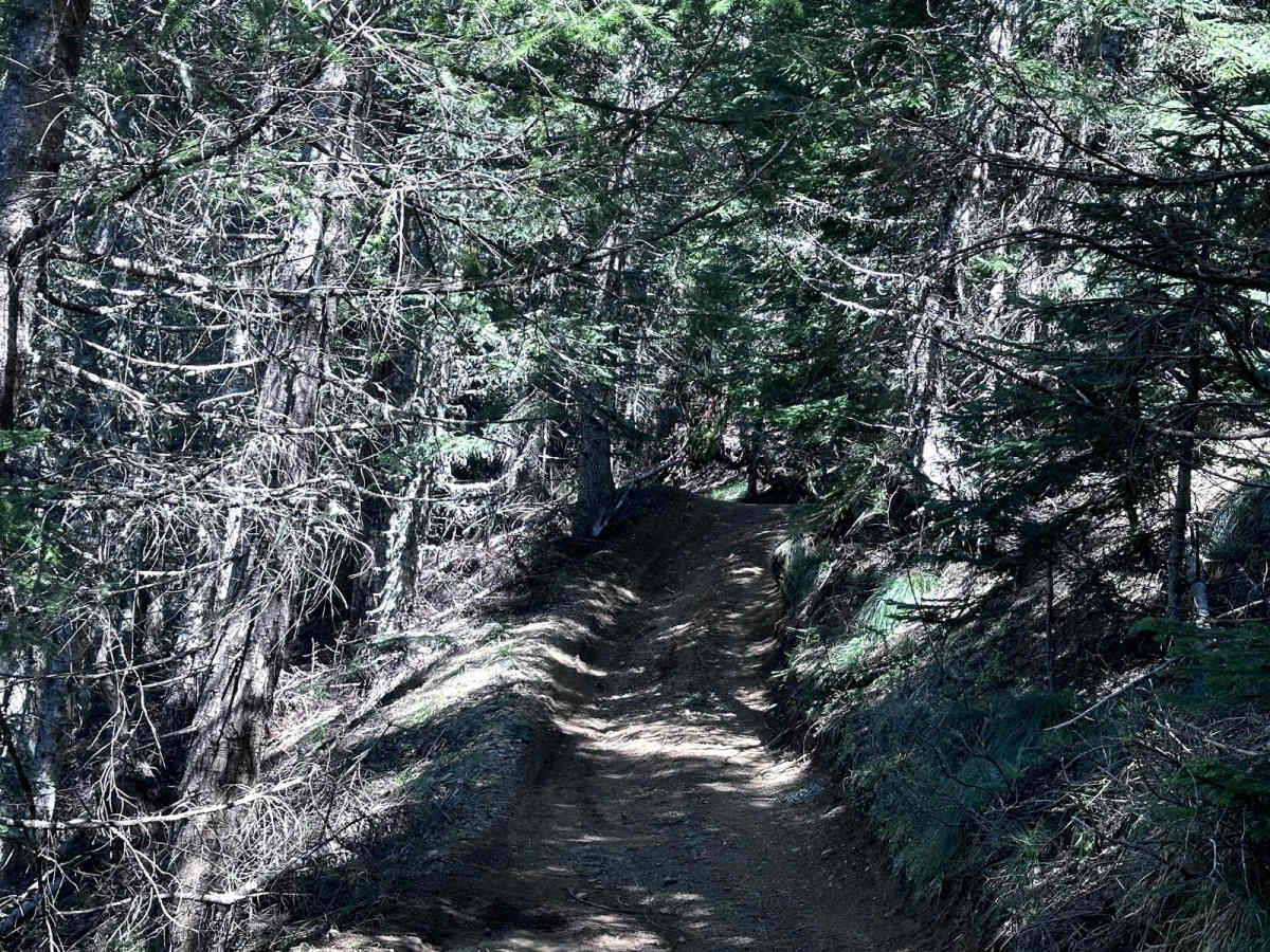 FS519 photo 6