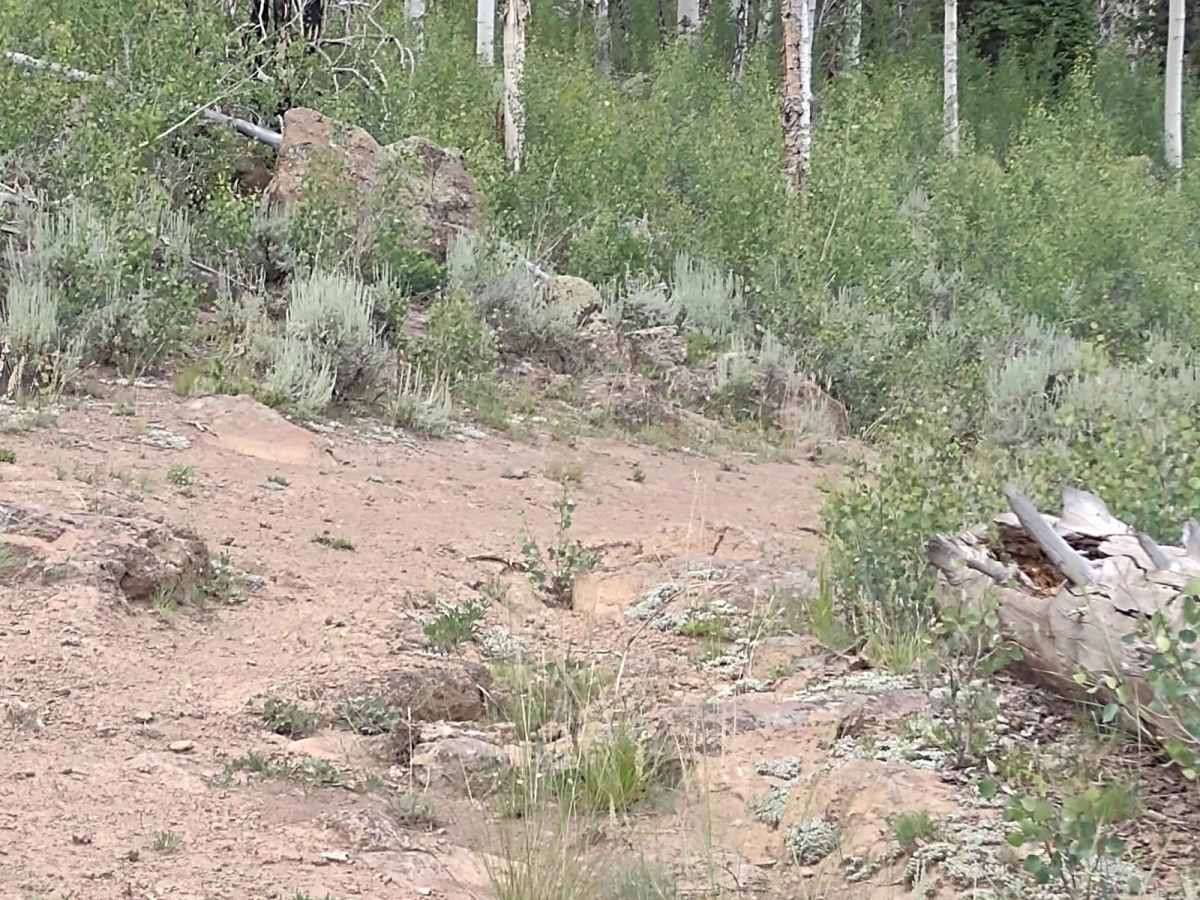 Papa Bear Spur FS 42118 photo 6