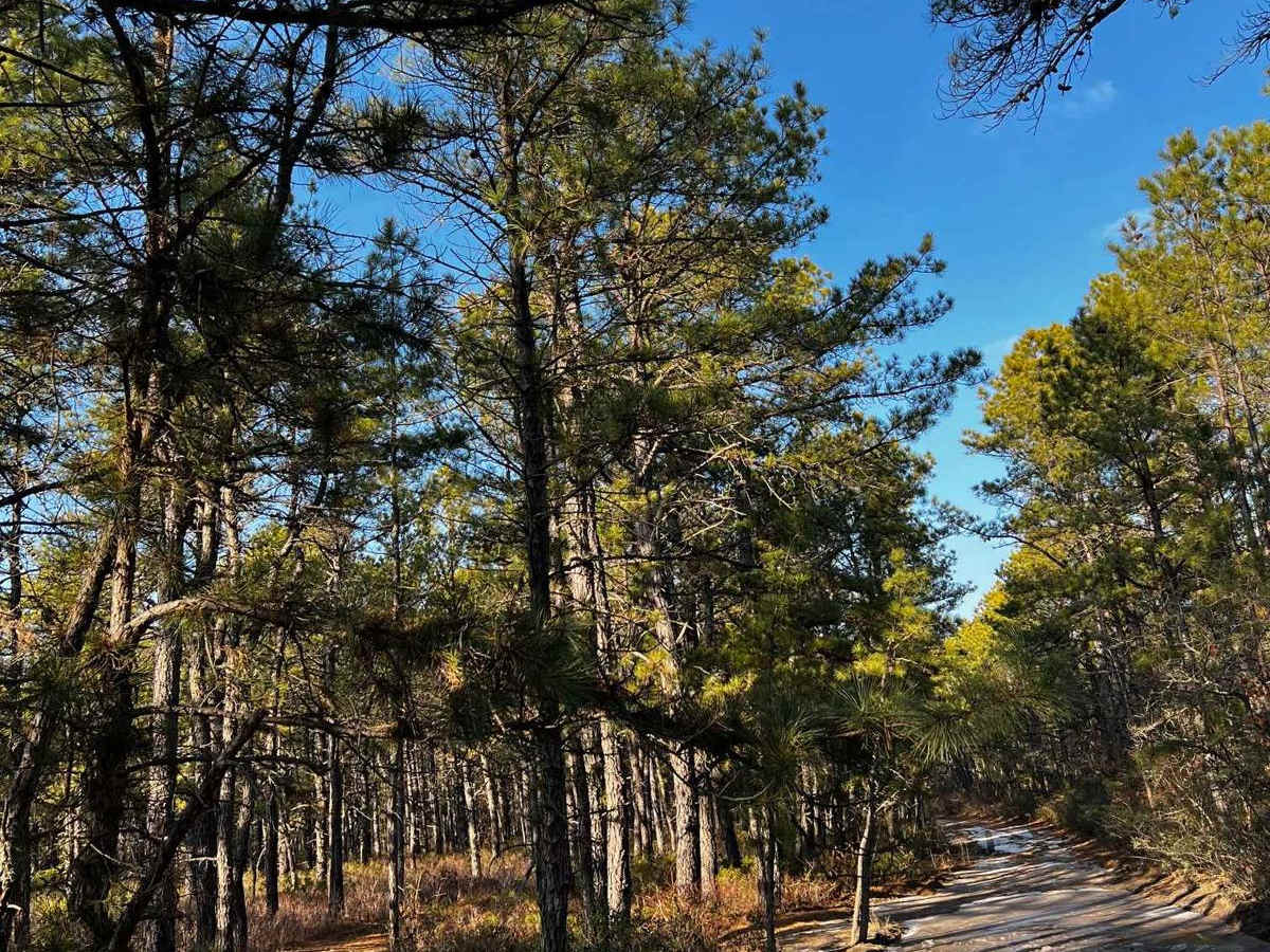 Webb Mill Road to 539 photo 6