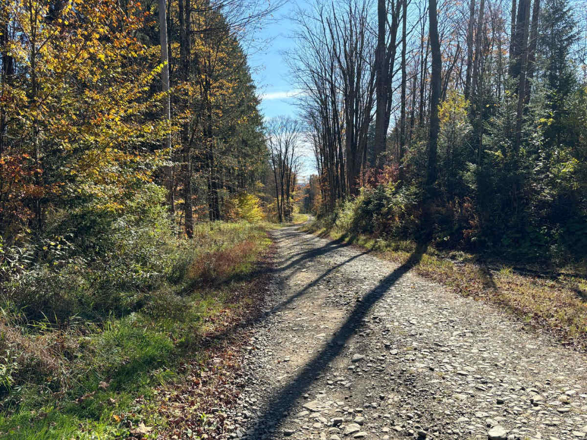 Linklaen State Forest photo 4