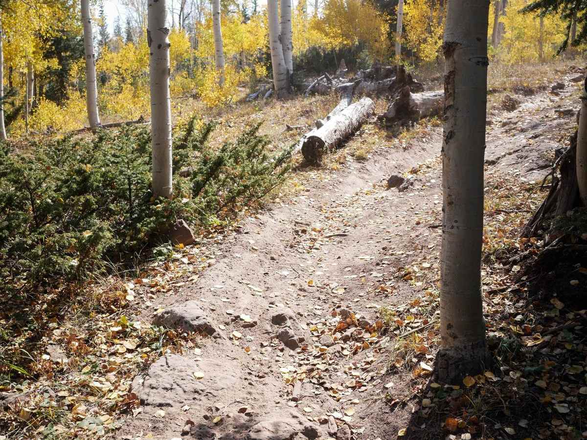 Forest Fence trail photo