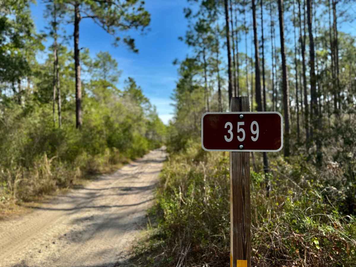 Forest Road 359 trail photo