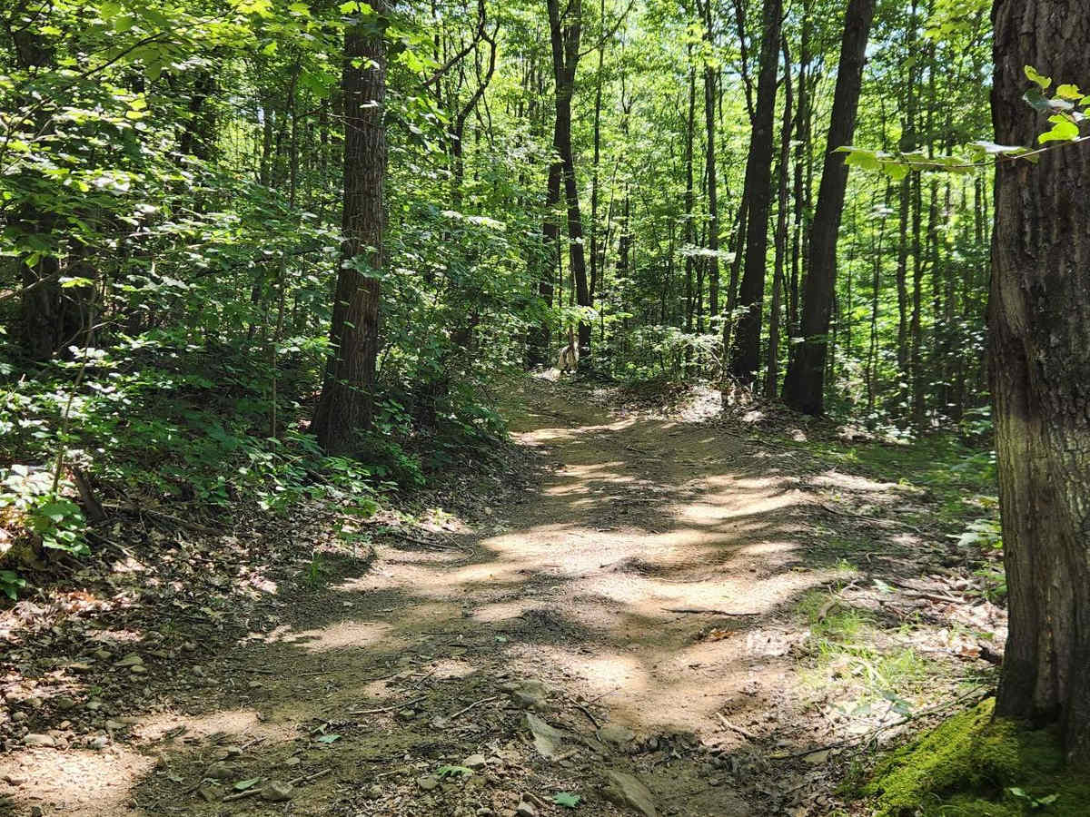 Lower Branch - Rock Run Recreation Area photo 4