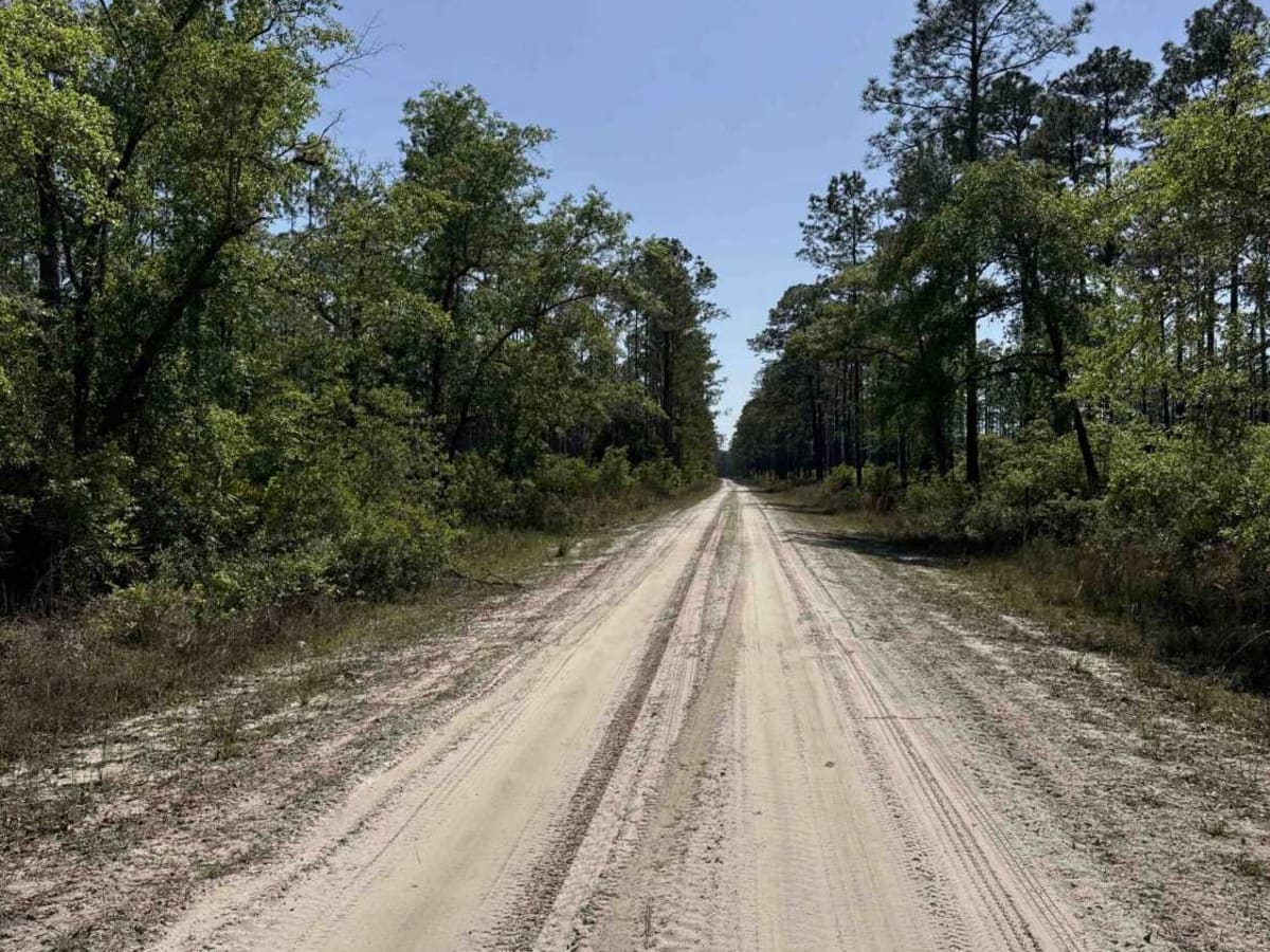 East Tower - Osceola NF 202 trail photo