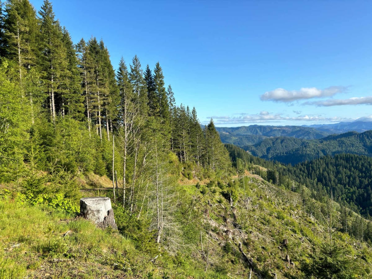 Jones Creek Road photo 2