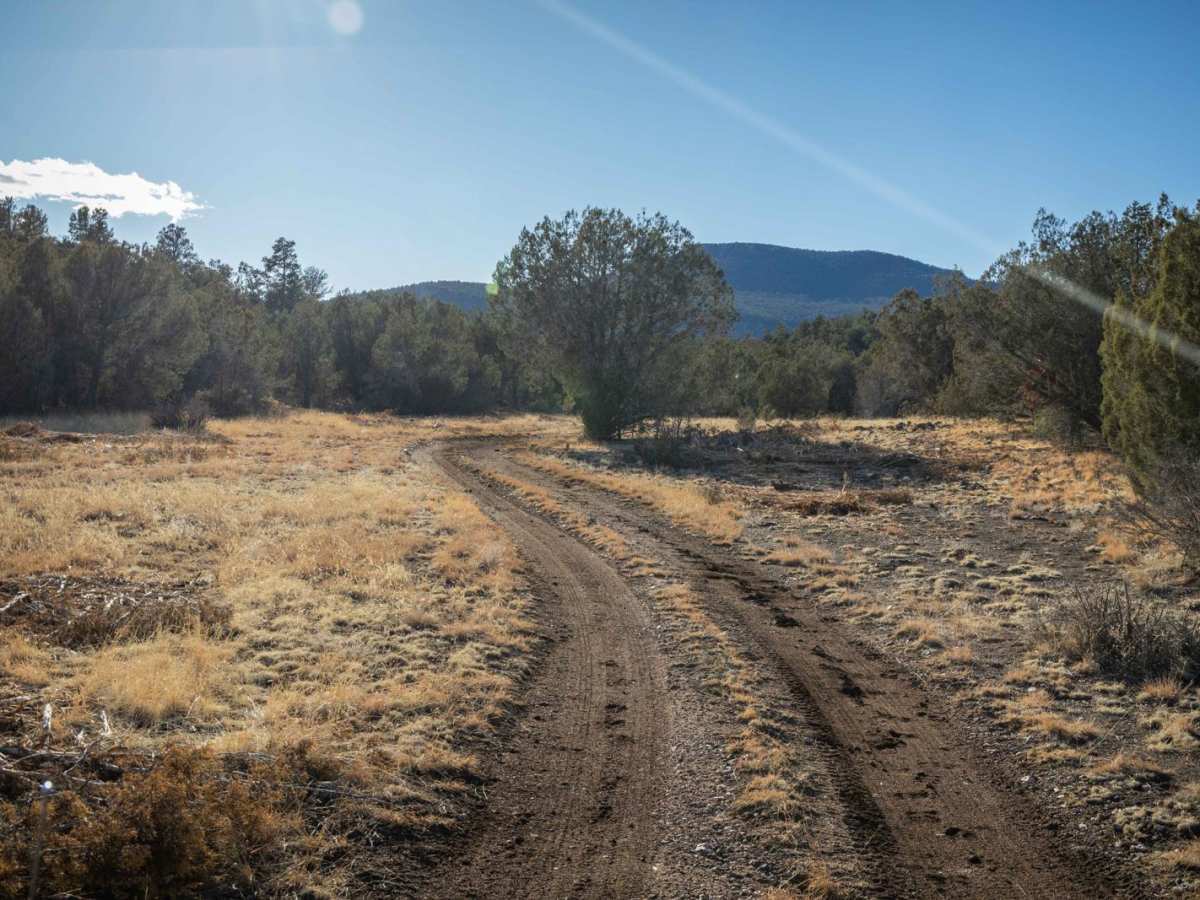 Juniper Spring photo 4