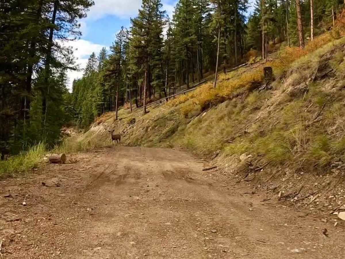 South Fork Nemote - Sheridan Ridge Loop trail photo