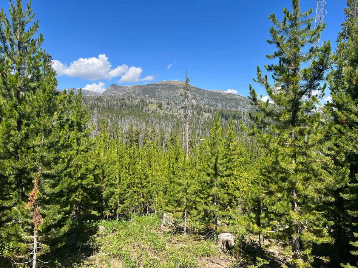 Virginia Creek (1249) photo 6