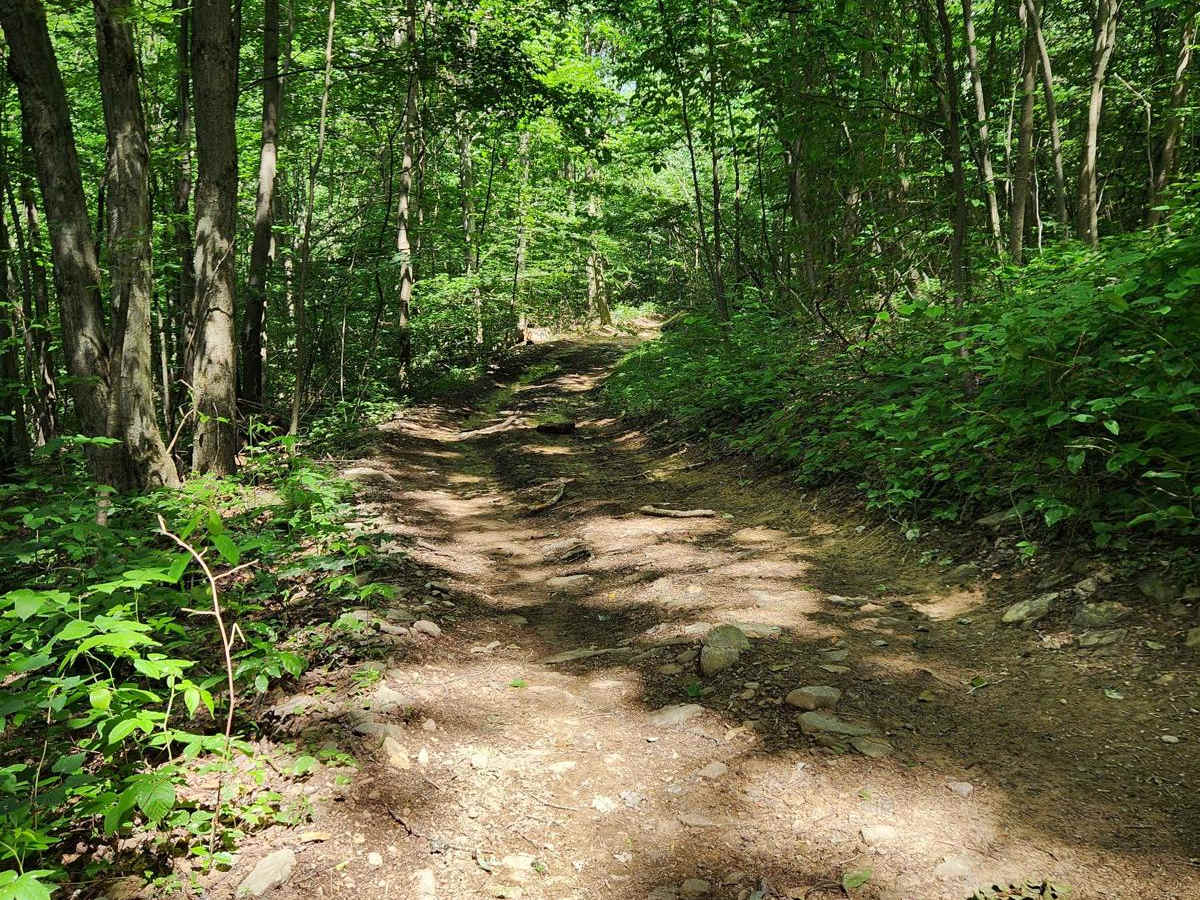 Trail 2D - Rock Run Recreation Area photo 5