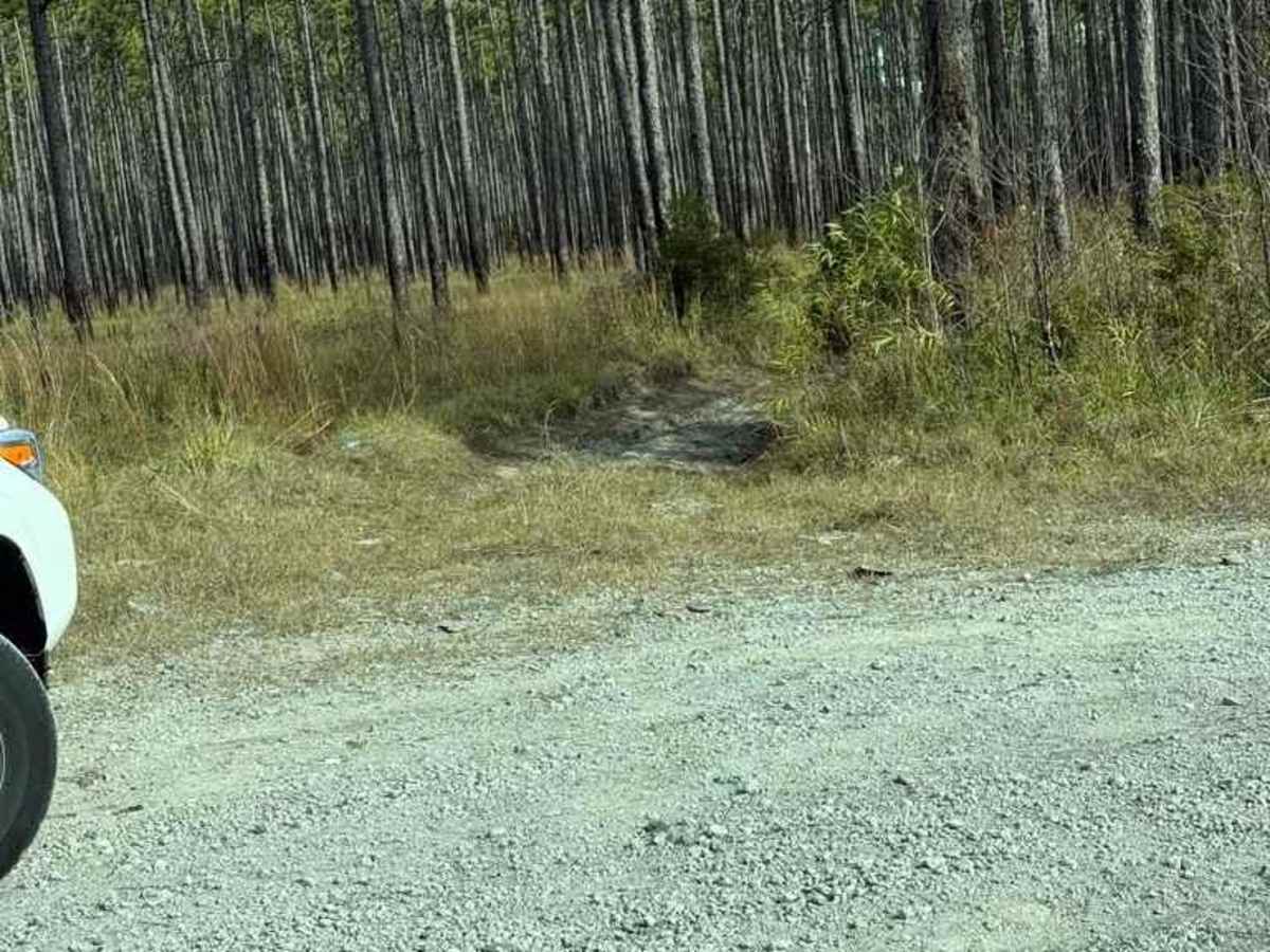 Bogue Road photo 6
