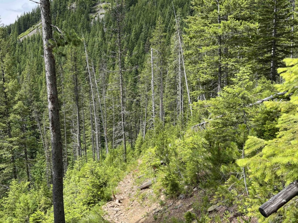 Little North Fork photo 5