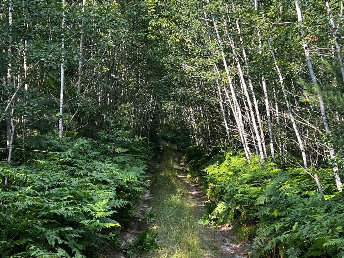 Tree Root Forest Trail photo 4