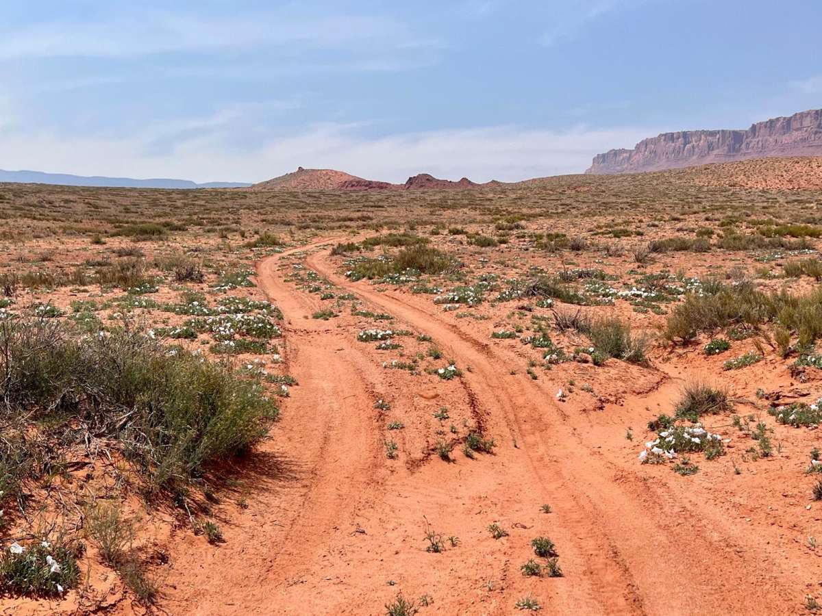 Two Track into the Wilderness trail photo