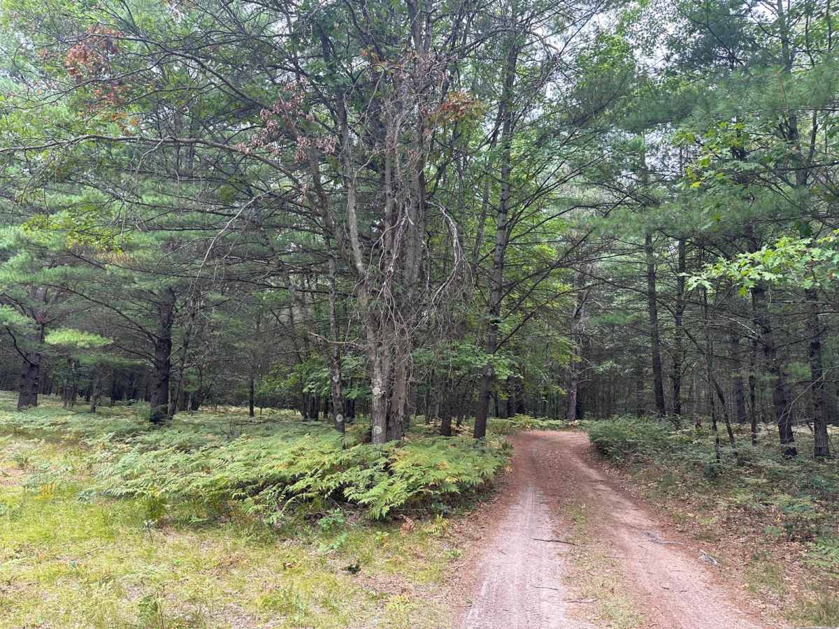 FS 5395 trail photo