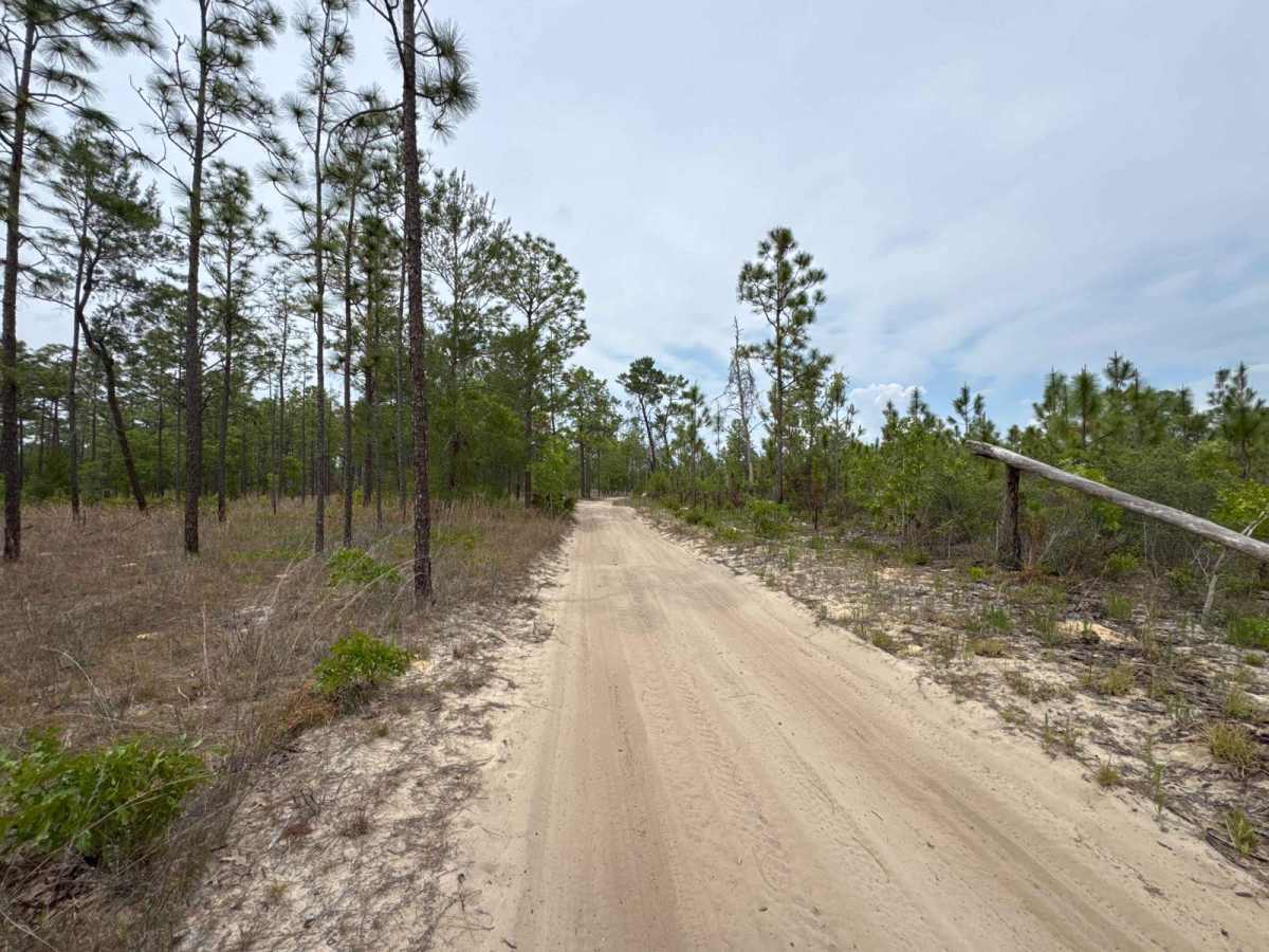 Ocala National Forest 63 photo 3