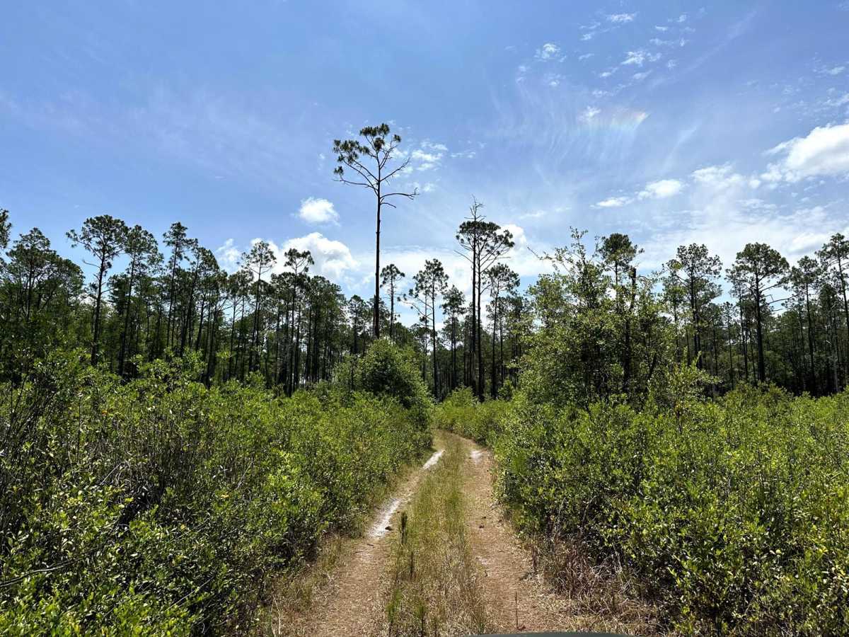 Gator Hole Throughway photo 6
