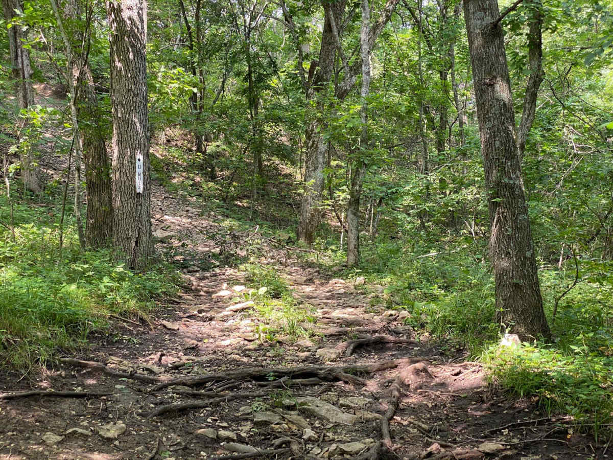 U Nutz trail photo