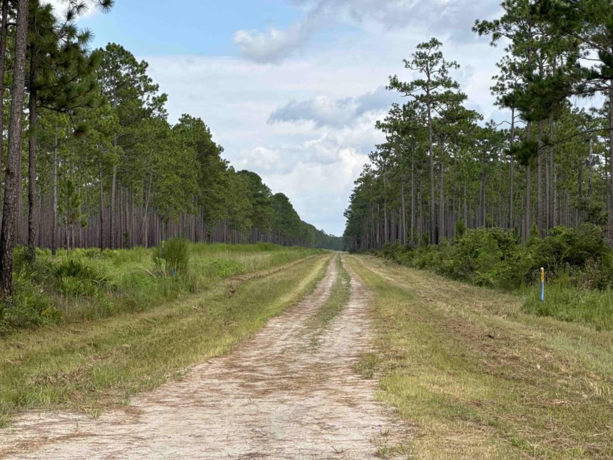 Old Jacksonville Rd - Osceola NF 263 photo 5