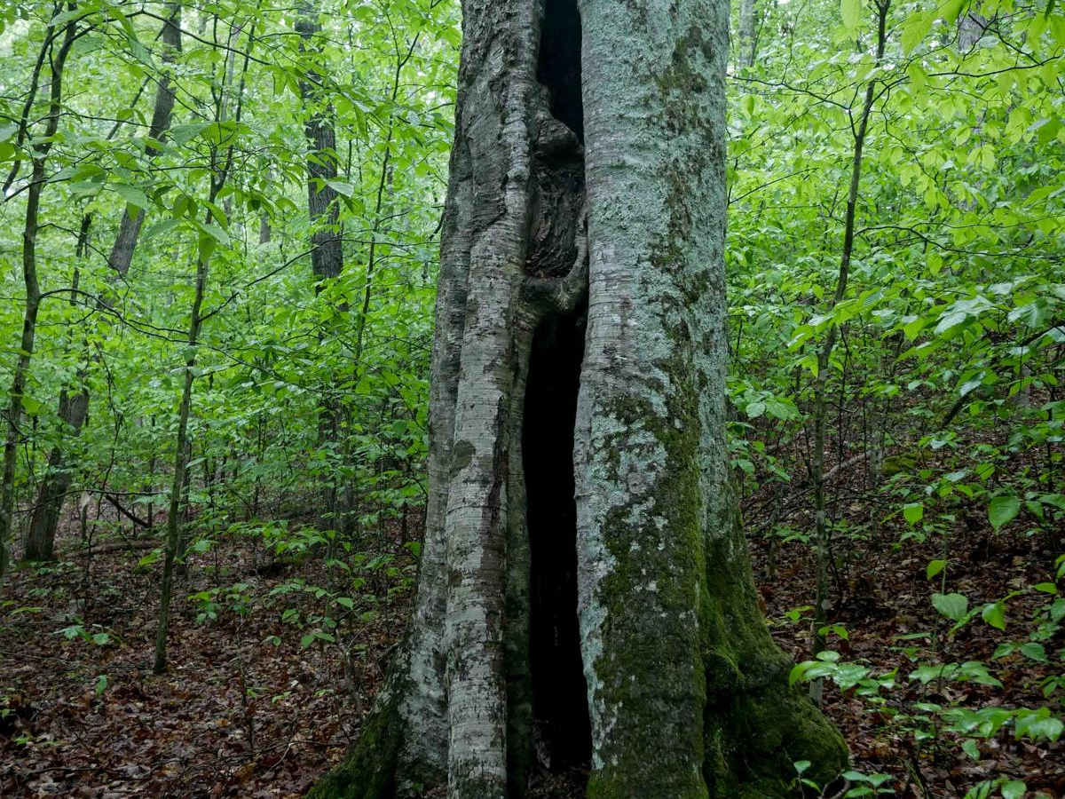 IB 36 photo 5