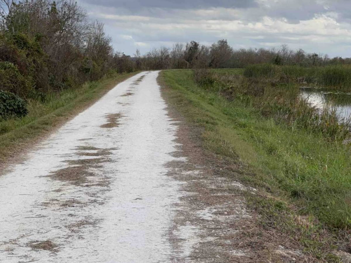 Lake Apopka Wildlife Drive photo 5