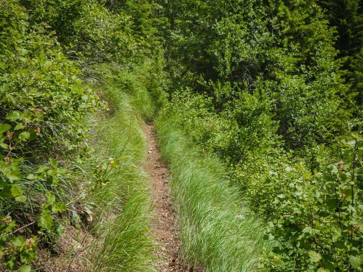 Evolution trail photo