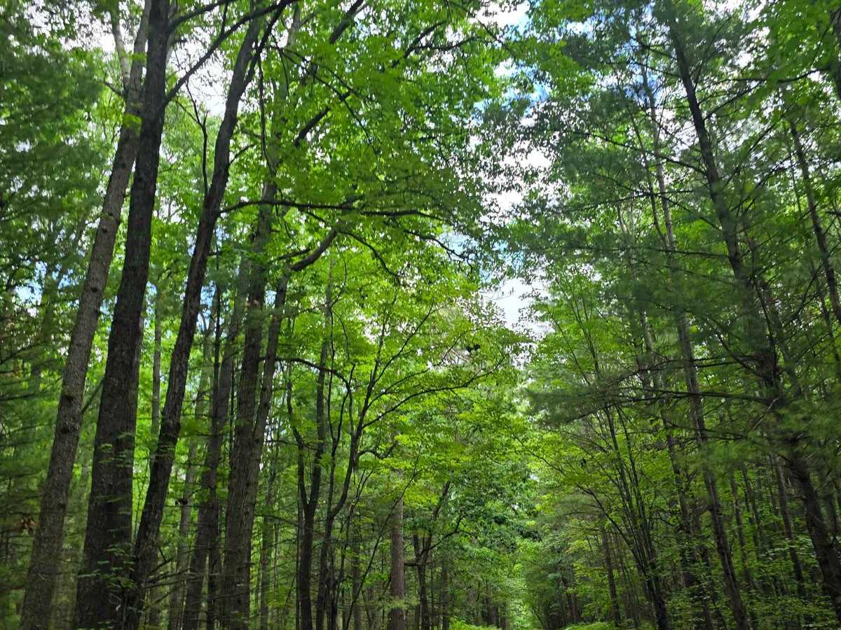 County Line trail photo