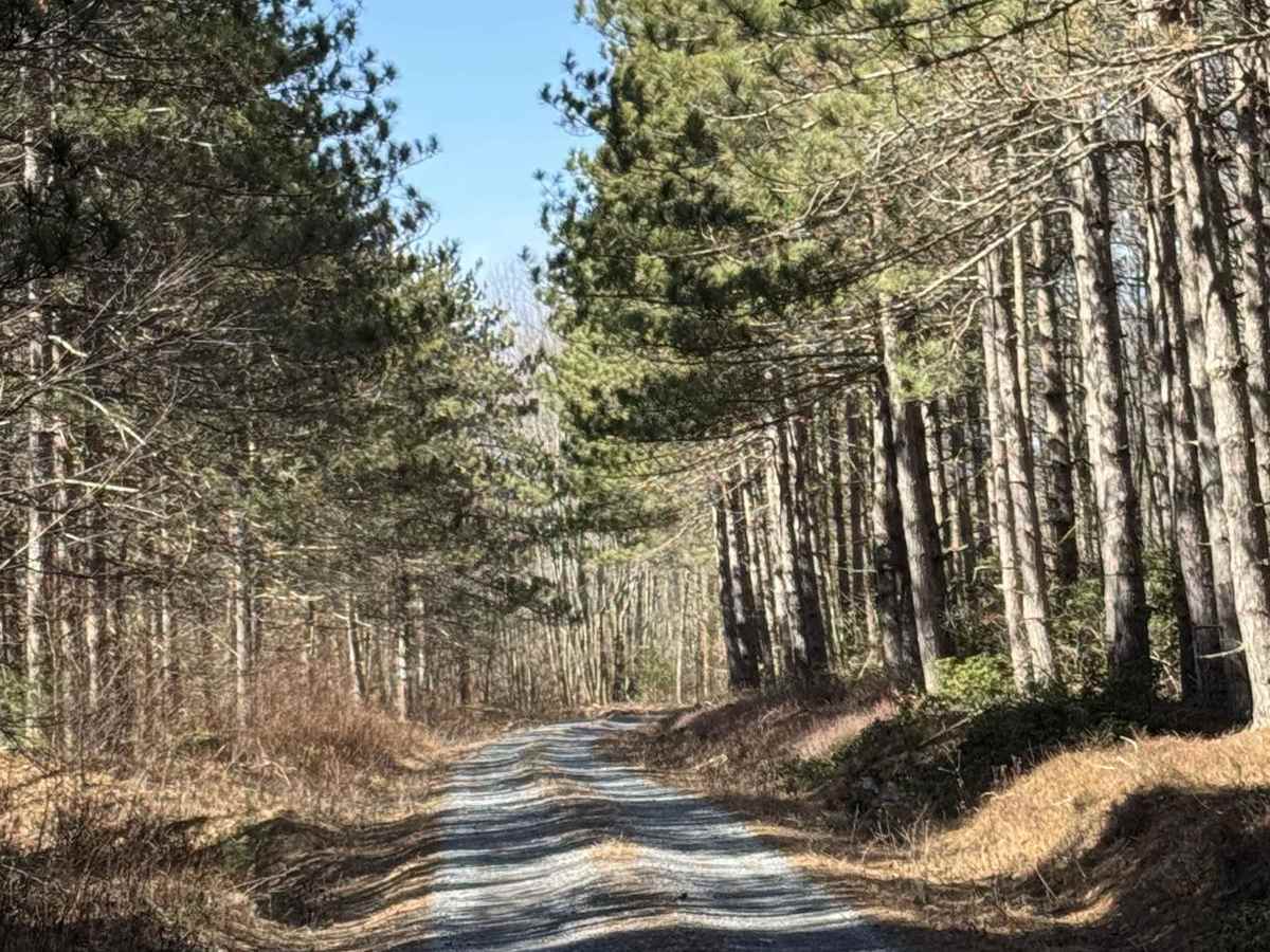 Barney's Ridge Road photo 5