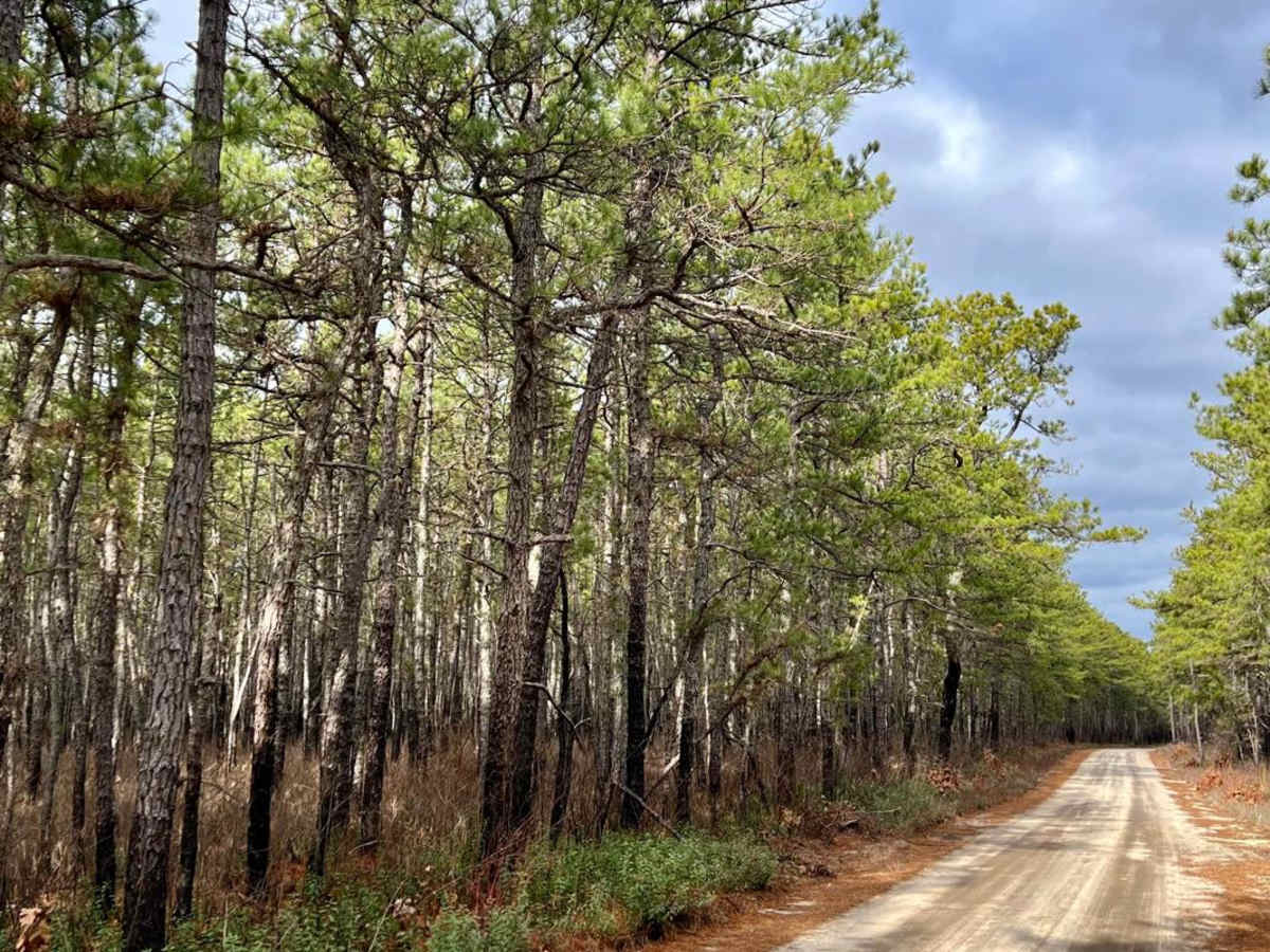 Bear Swamp Hill Loop photo 3